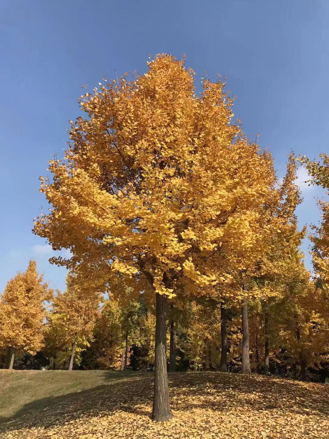 最適合自學的樂器有哪些?揭秘無基礎容易入門樂器排行榜