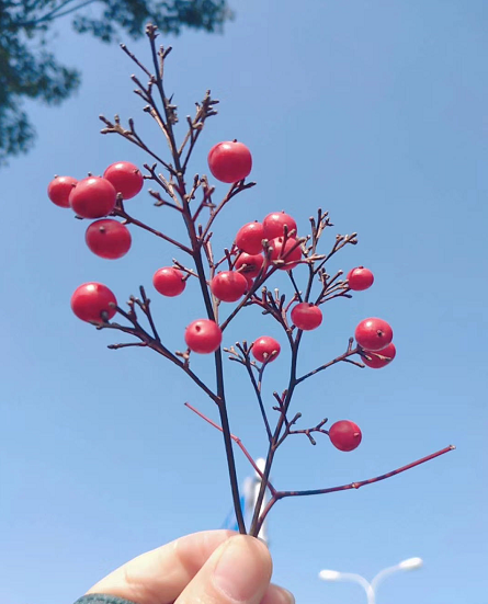 �׃��̎���Ҫ�߂�ʲô�������]�н̎��Y���C�������׎��᣿